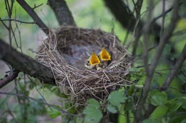 Kuş yuvası bir ağaç civciv ile. 