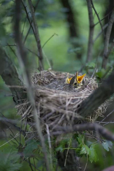 나무에 병아리와 새의 둥지. — 스톡 사진