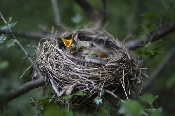 Vogelnest met kuikens in een boom. — Stockfoto