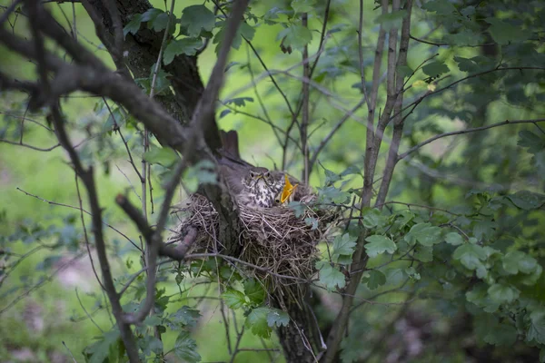 Ptačí hnízdo s kuřaty na stromě. — Stock fotografie