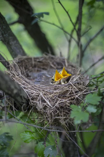 Ptačí hnízdo s kuřaty na stromě. — Stock fotografie