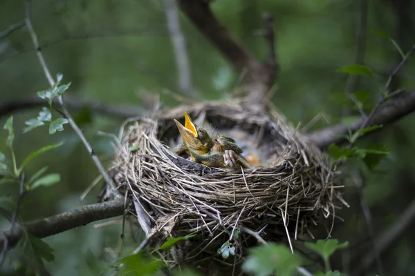 Ptačí hnízdo s kuřaty na stromě. — Stock fotografie