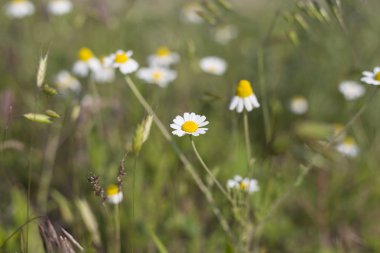 Güneşli bir günde bir alan üzerinde yabani papatya çiçekler.