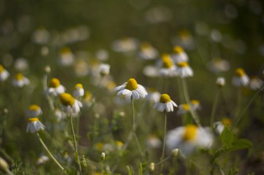 Güneşli bir günde bir alan üzerinde yabani papatya çiçekler.