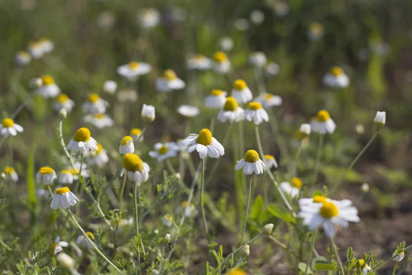 Güneşli bir günde bir alan üzerinde yabani papatya çiçekler.