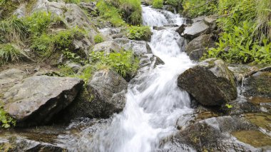 Waterfall.The cascade dağ nehir ve sarı çiçek.