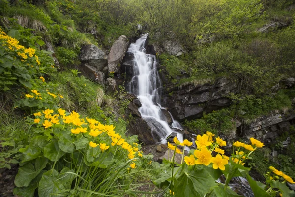 Waterfall.The cascade van de berg rivier en gele bloemen. — Stockfoto