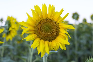 Ayçiçeği sahada yetişen.