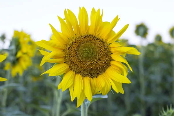Ayçiçeği sahada yetişen.