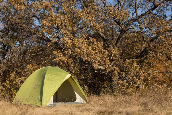 Tenda camping em sequoias . — Fotografia de Stock