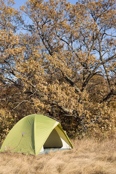 Tienda de campaña Camping en Redwoods . —  Fotos de Stock