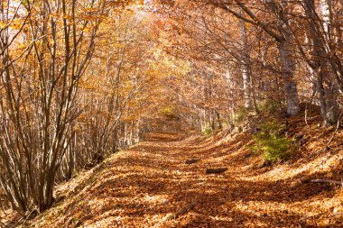 Güneşli, sisli sonbahar ormanlarında güzel bir sabah..