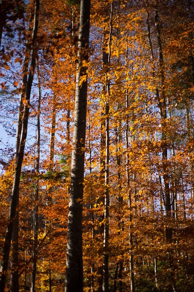 Schöner Morgen im nebligen Herbstwald mit Sonnenstrahlen. — Stockfoto