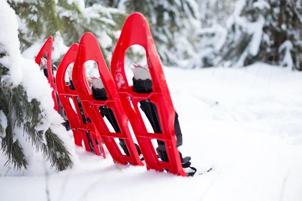 Snowshoeing. Snowshoes in the snow. — Stock Photo, Image