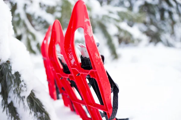 Snowshoeing. Snowshoes in the snow. — Stock Photo, Image