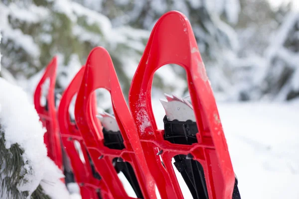 Four red snowshoe stuck in the snow next to the spruce. — Stock Photo, Image