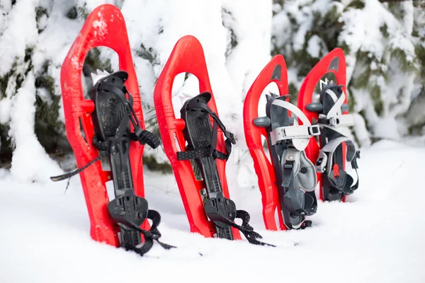 Cuatro raquetas de nieve rojas pegadas en la nieve junto al abeto . —  Fotos de Stock