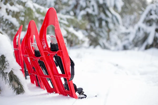 Cuatro raquetas de nieve rojas pegadas en la nieve junto al abeto . —  Fotos de Stock