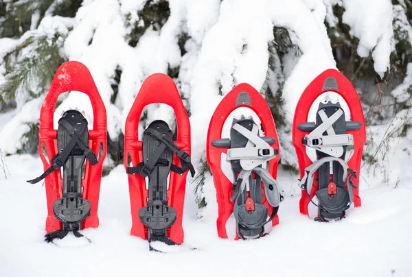 Cuatro raquetas de nieve rojas pegadas en la nieve junto al abeto . — Foto de Stock