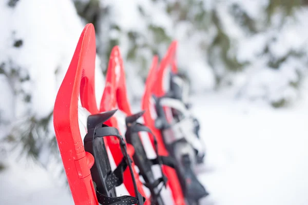 Čtyři červené sněžnice uvízl ve sněhu vedle smrk. — Stock fotografie