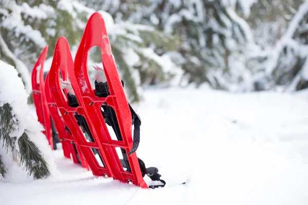 Cuatro raquetas de nieve rojas pegadas en la nieve junto al abeto . —  Fotos de Stock