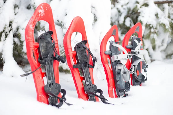 Quatro sapatos de neve vermelhos presos na neve ao lado do abeto . — Fotografia de Stock
