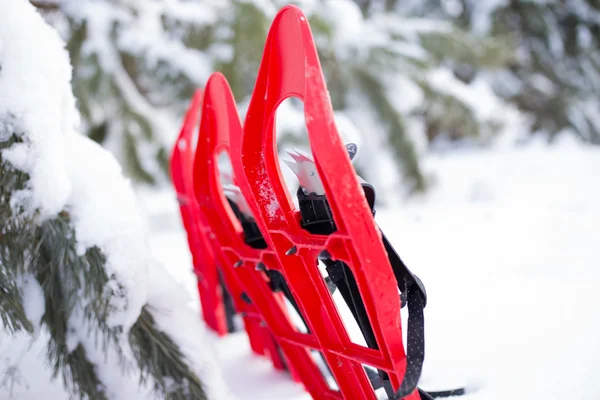 Cuatro raquetas de nieve rojas pegadas en la nieve junto al abeto . —  Fotos de Stock