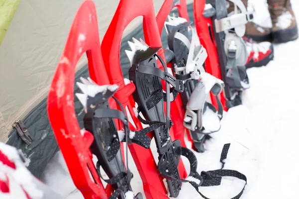 Négy piros hótalpas megragadt a hóban, a lucfenyő mellett. — Stock Fotó