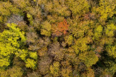 Sarı ve kırmızı yapraklı sonbahar ağaçları 30 metre yükseklikten görünüyor.