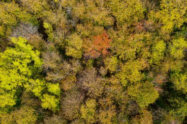 Sarı ve kırmızı yapraklı sonbahar ağaçları 30 metre yükseklikten görünüyor.