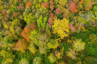 Sarı ve kırmızı yapraklı sonbahar ağaçları 30 metre yükseklikten görünüyor.