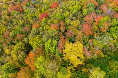 Sarı ve kırmızı yapraklı sonbahar ağaçları 30 metre yükseklikten görünüyor.
