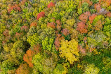 Sarı ve kırmızı yapraklı sonbahar ağaçları 30 metre yükseklikten görünüyor.