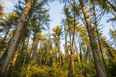 Ormandaki uzun ağaçlar bulutların arka planına karşı, aşağıdan yukarıya doğru