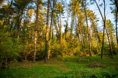 Ormandaki uzun ağaçlar bulutların arka planına karşı, aşağıdan yukarıya doğru