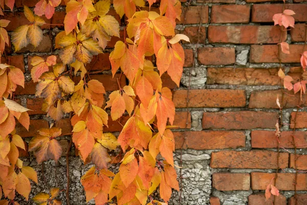 red brick wall overgrown with yellow-red leaves