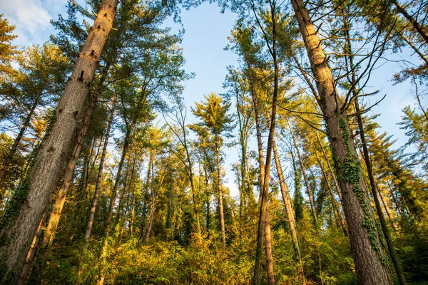 tall trees in the forest against the background of clouds, bottom-up view