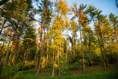 Ormandaki uzun ağaçlar bulutların arka planına karşı, aşağıdan yukarıya doğru