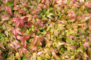 yeşil sarı ve kırmızı yapraklar çiti kapatın