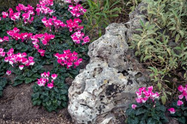 Çiçek tarhında pembe çuha çiçekleri