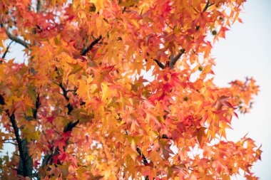 Sarı ve kırmızı sonbahar yaprakları dalda