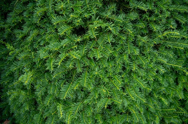 Parede Conífera Verde Densa Imagem Fundo — Fotografia de Stock