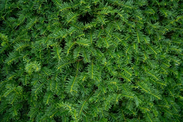 Dense green coniferous wall, background image — Stock Image Dense Green Coniferous Wall Background Image Royalty Free Stock Images