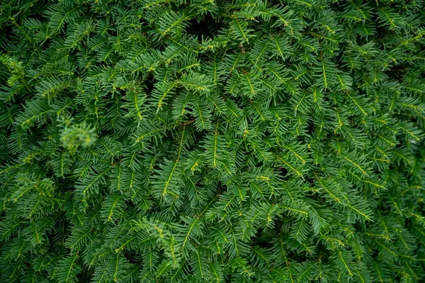Dense green coniferous wall, background image — Stock Image Dense Green Coniferous Wall Background Image Royalty Free Stock Photos