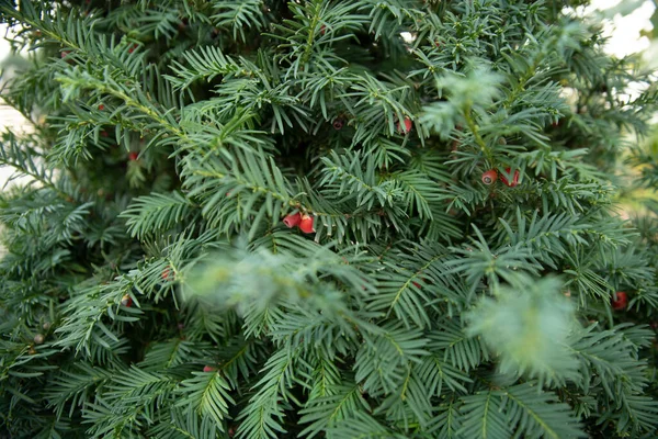 Dense green coniferous wall, background image — Stock Image Dense Green Coniferous Wall Background Image Stock Photo