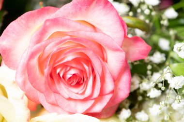 Güzel pembe ve beyaz güller