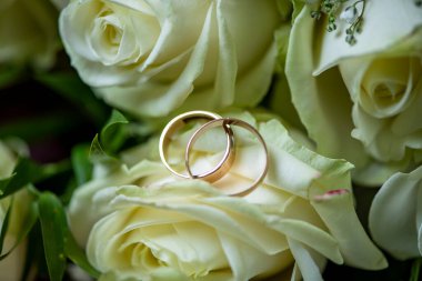 Beyaz bir gül goncasında iki alyans.