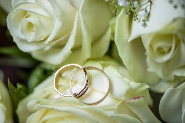 Beyaz bir gül goncasında iki alyans.