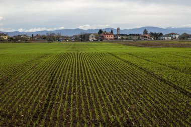 Alan arkaplanındaki genç fideler