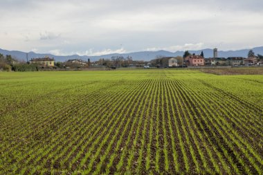 Alan arkaplanındaki genç fideler